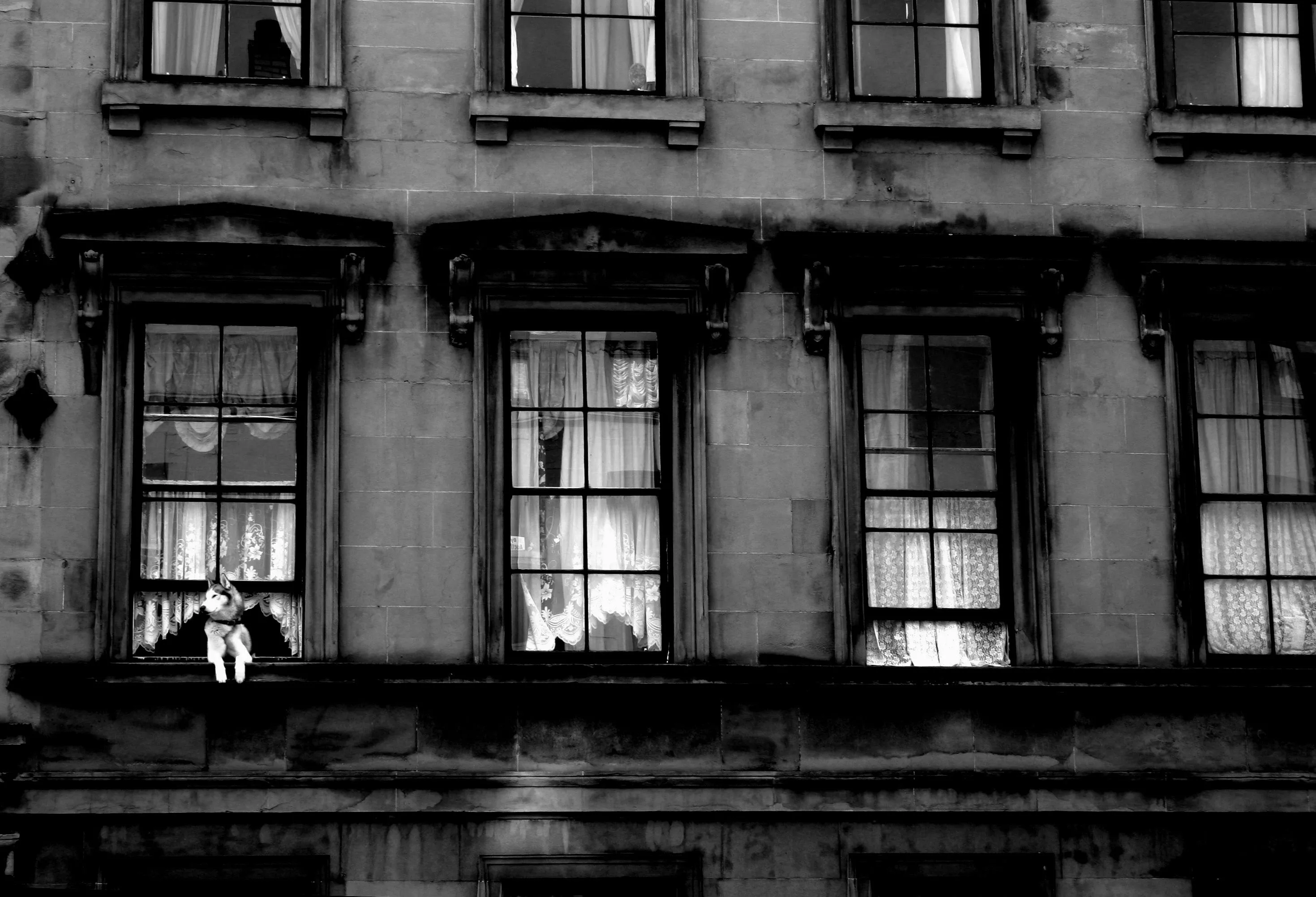 Glasgow Wolf Fine Art Photographic Print